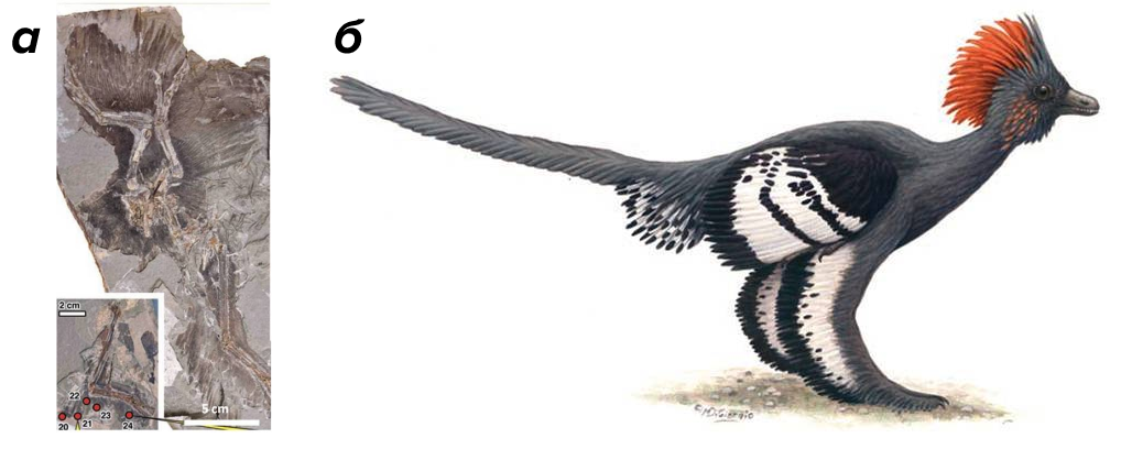 Anchiornis Huxleyi