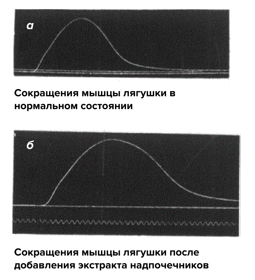 Записи сокращений скелетной мышцы лягушки