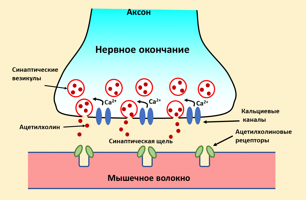 Строение нервно-мышечного синапса