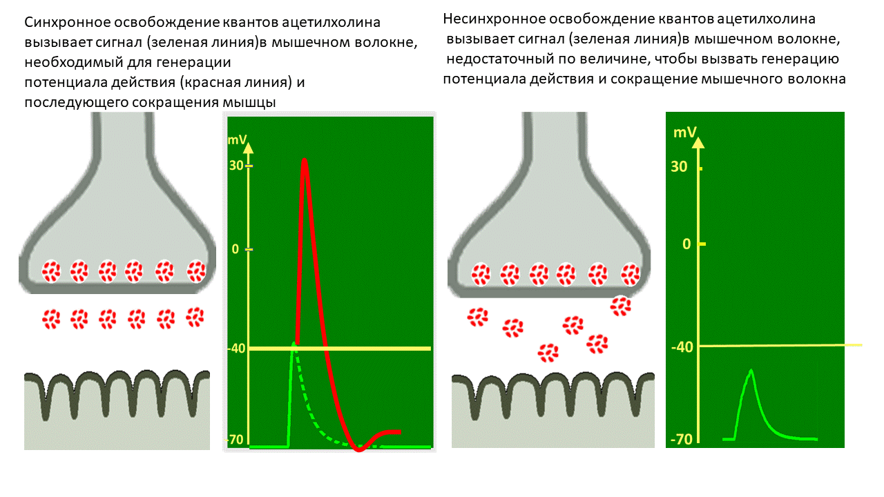 Высвобождение квантов ацетилхолина