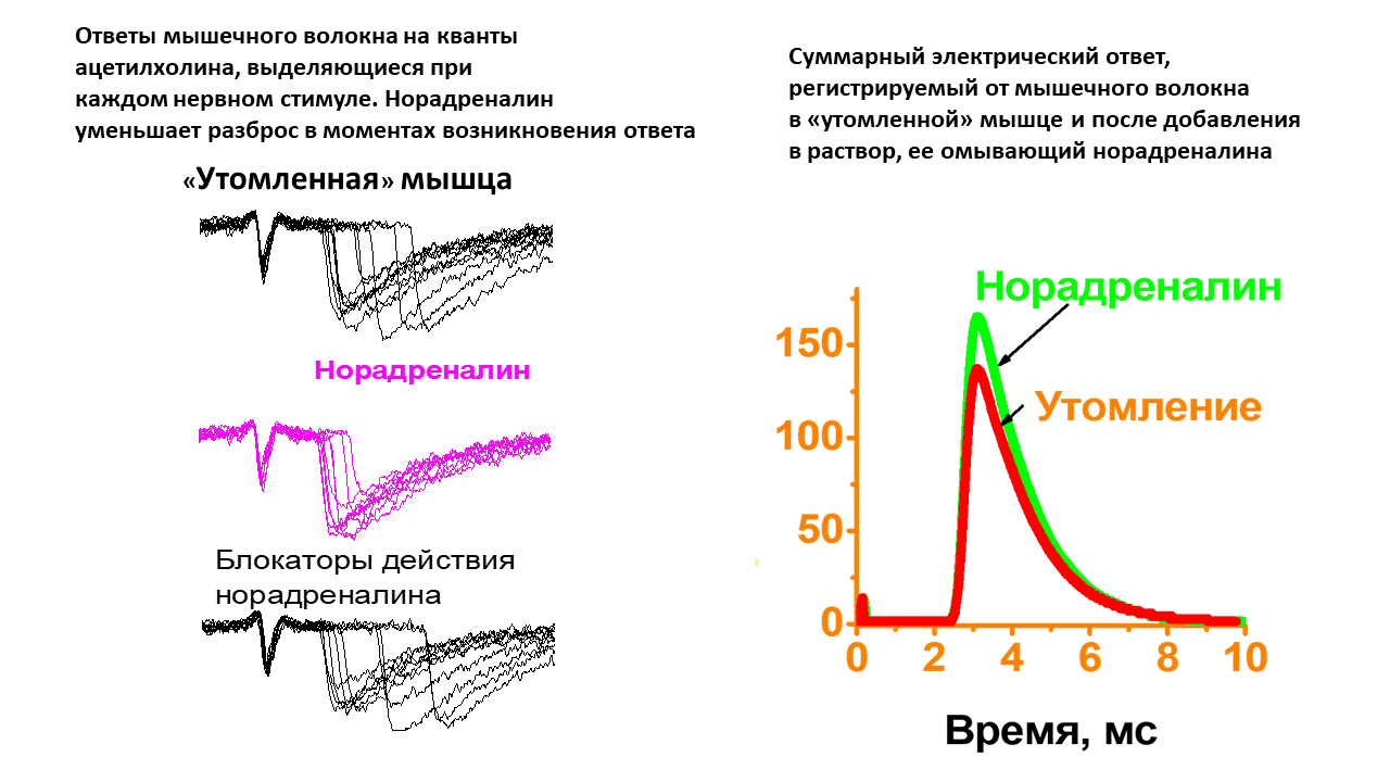 Электрические ответы мышечного волокна