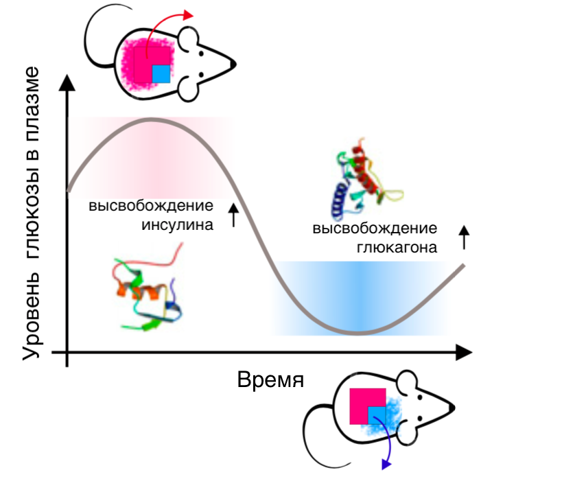 Высвобождение гормона из микроигл