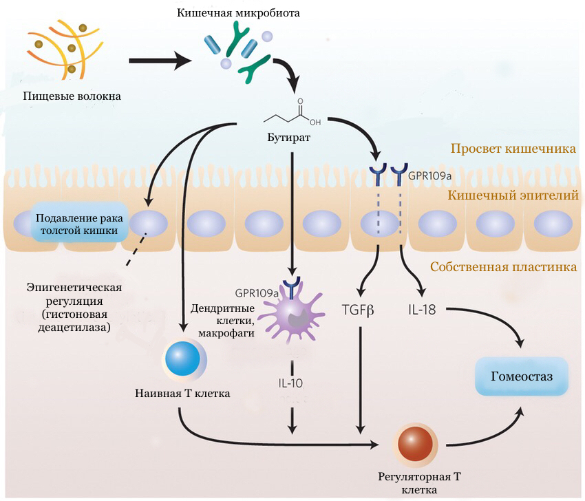 Участие бутирата в противоопухолевой защите