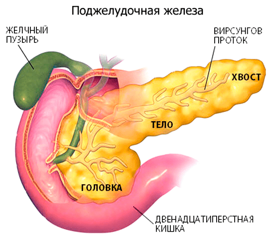 Анатомия поджелудочной железы