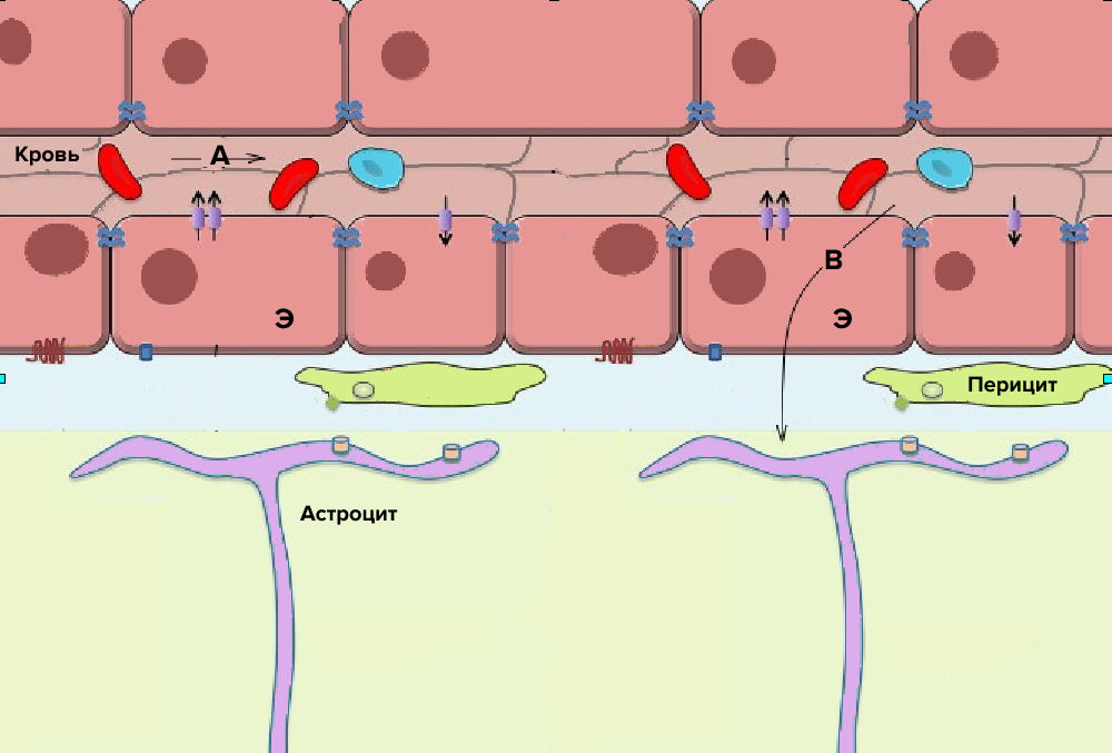 Схема строения гематоэнцефалического барьера