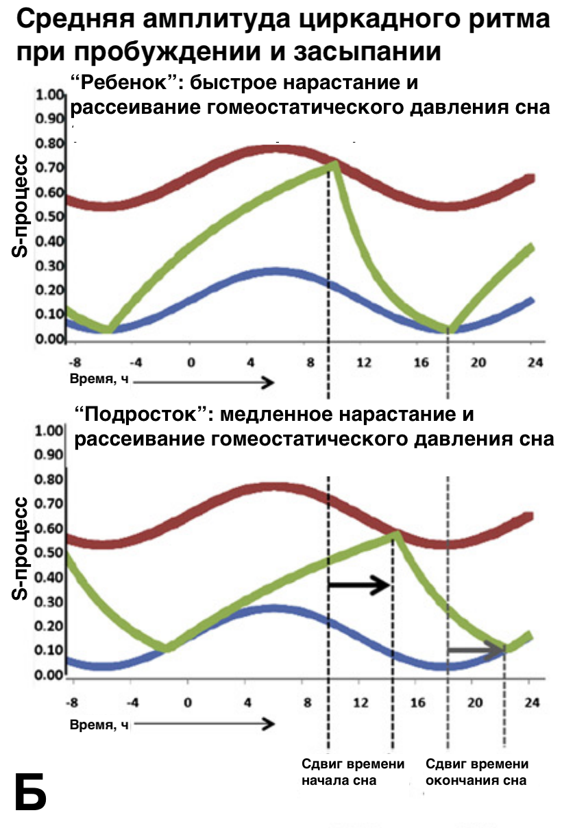 Паттерны цикла сон—бодрствование