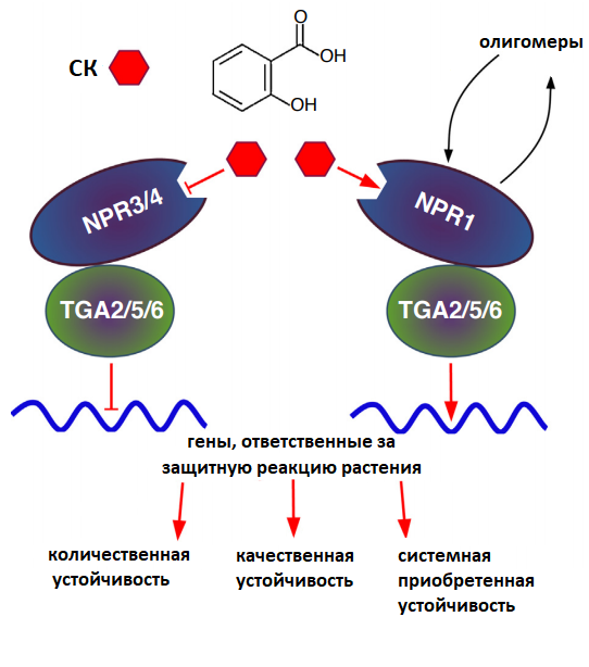 Схема сигнального пути салициловой кислоты