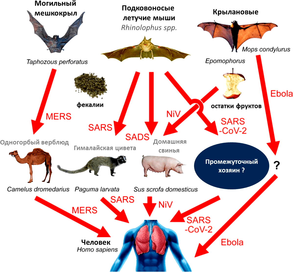 Предполагаемые пути передачи вирусов от рукокрылых к людям