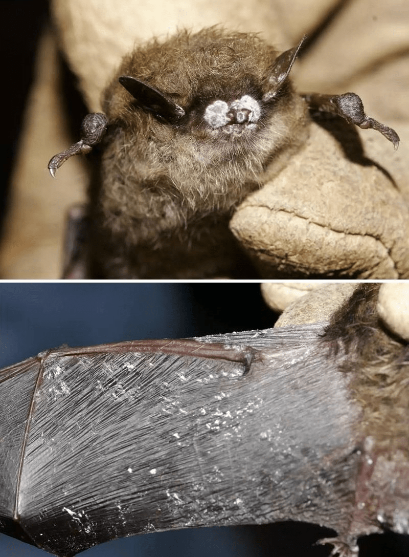 Myotis lucifugus