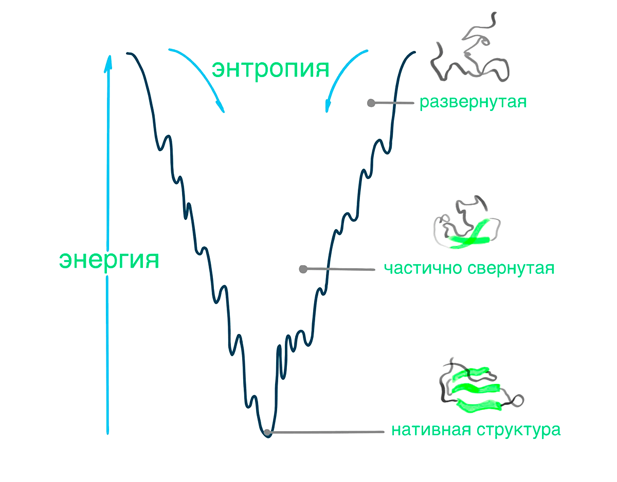 Энергетический профиль белка