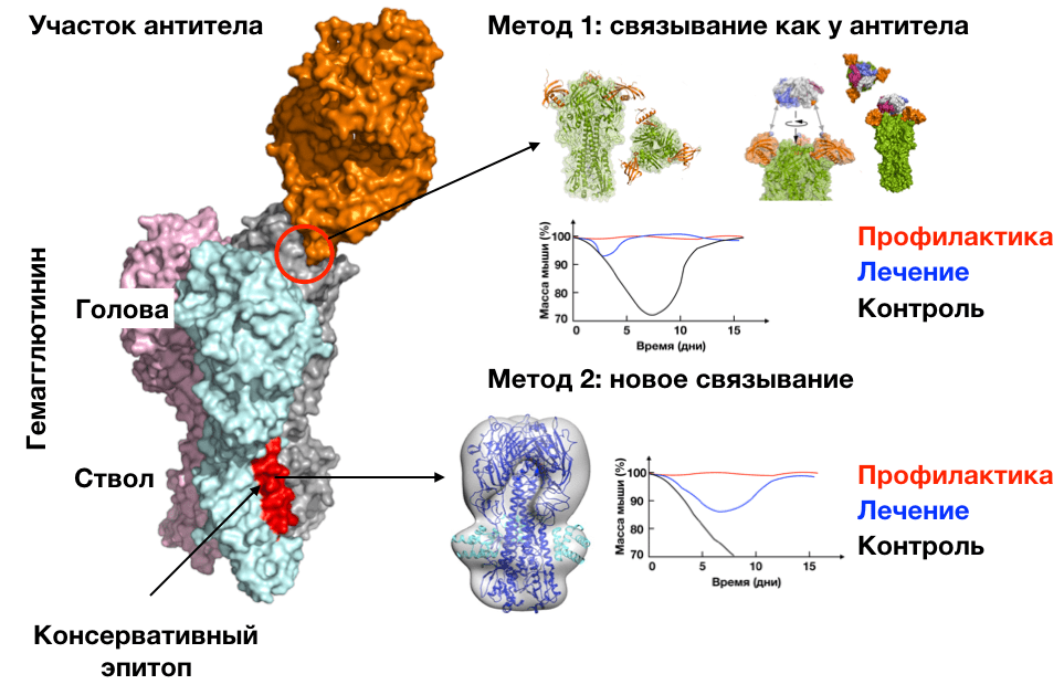 Дизайн лекарств от гриппа