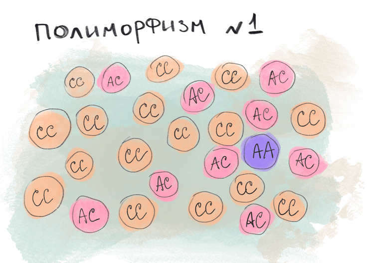 Визуальный пример однонуклеотидных полиморфизмов в популяции