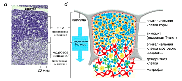 Клеточная организация тимуса человека