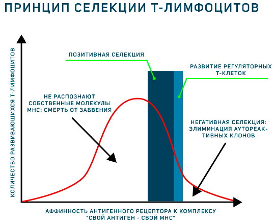 Модель аффинности