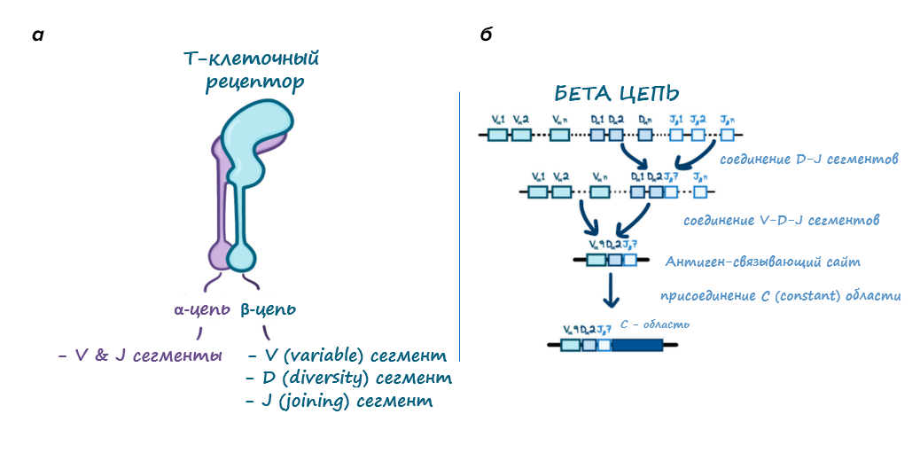 Т-клеточный рецептор