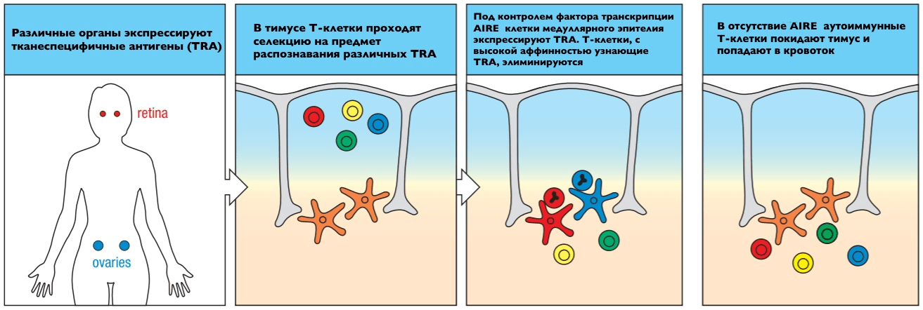 Роль AIRE в установлении центральной толерантности