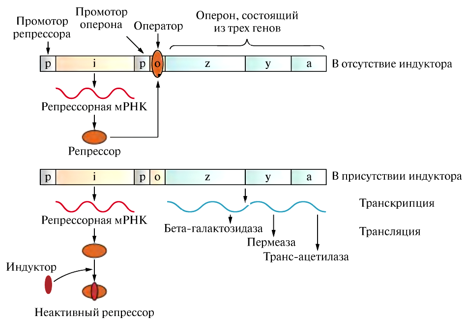 Классический пример парадигмы