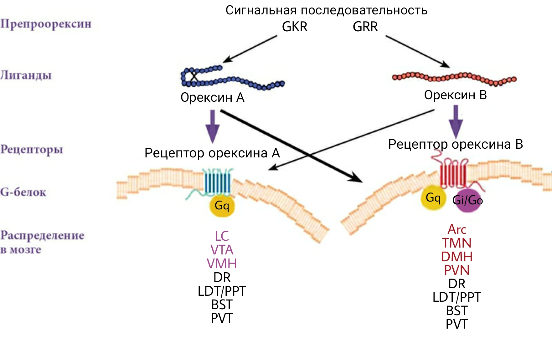 Орексины и рецепторы к ним