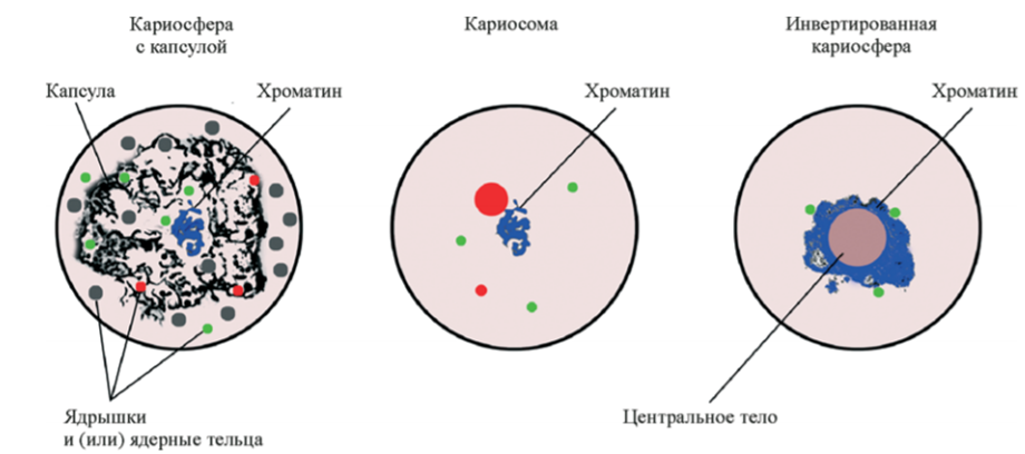 Основные типы кариосфер