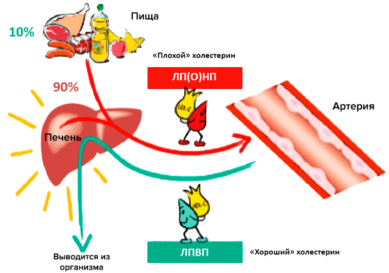 Упрощенная схема переноса холестерина внутри организма