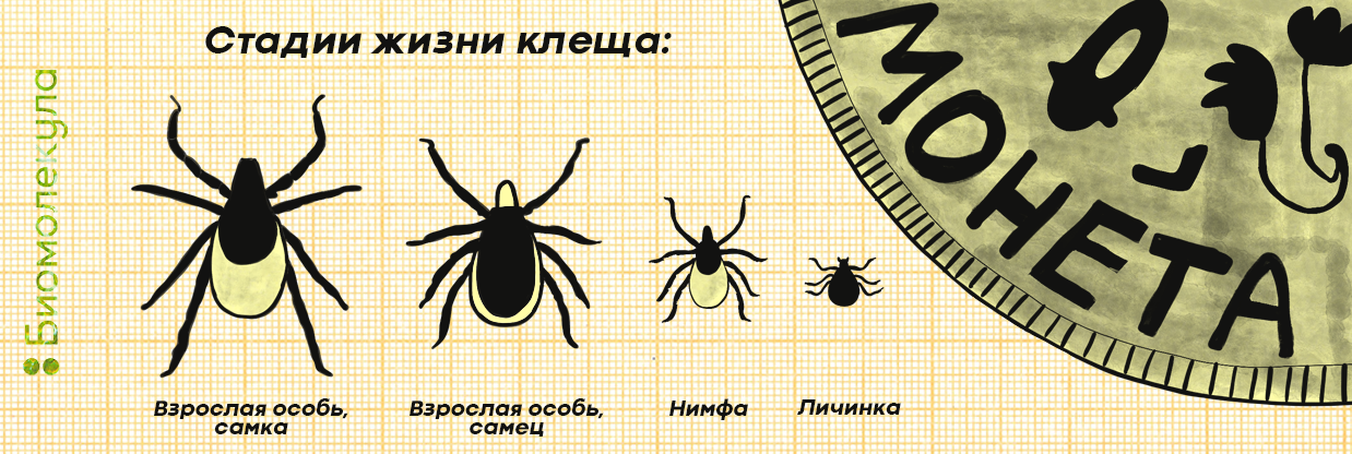 Cтадии жизни клеща