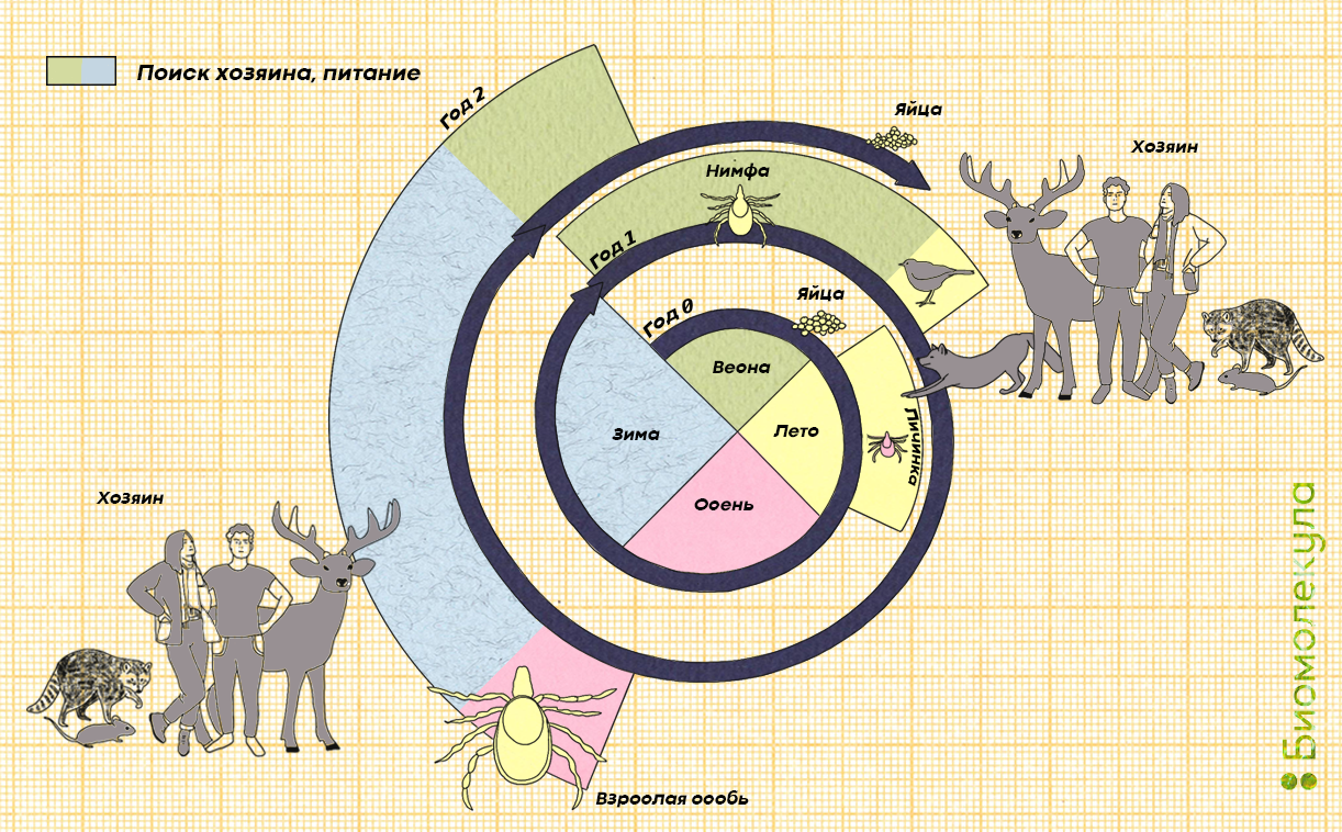 Жизненный цикл клеща