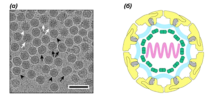 Структура вируса клещевого энцефалита