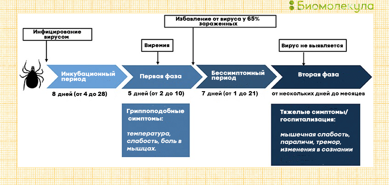 Путь развития клещевого энцефалита у человека