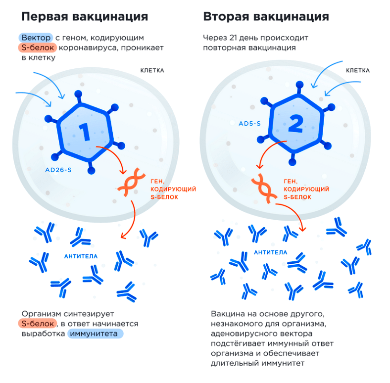 Механизм действия «Спутника V»