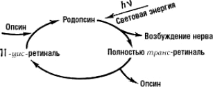 Изомеризация ретиналя