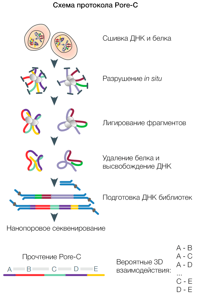 Pore-C