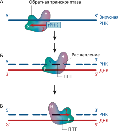Работа обратной транскриптазы