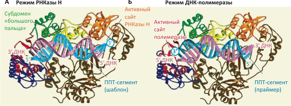 Полипуриновый тракт (ППТ) служит шаблоном для синтеза «минусовой» цепи ДНК