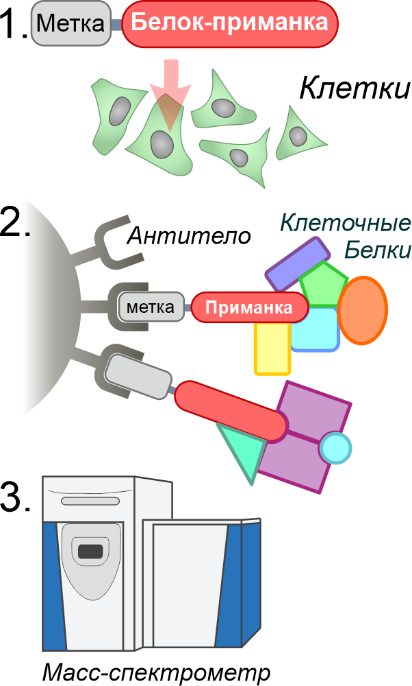 Аффинная очистка