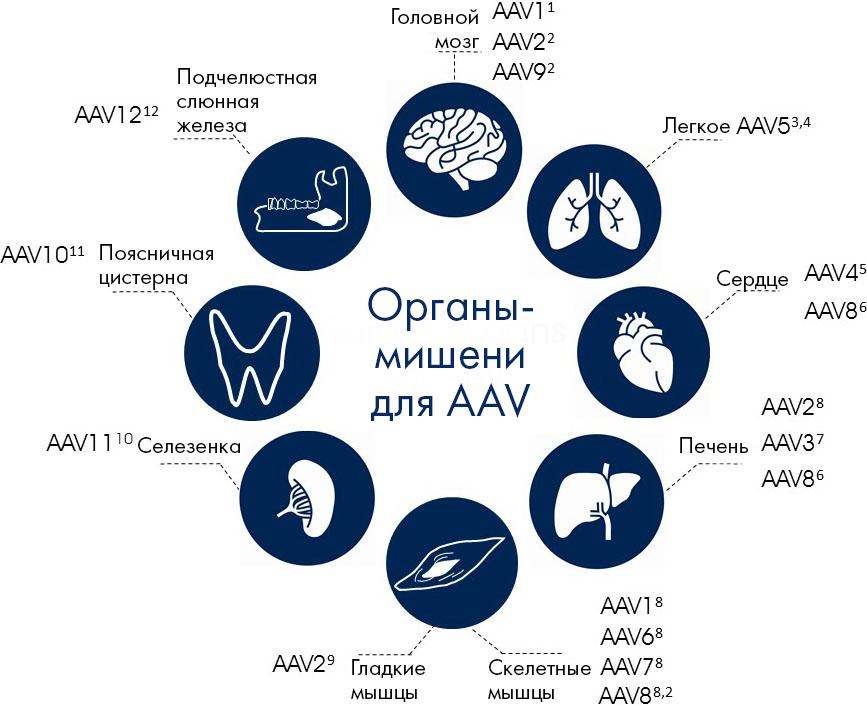 Органы-мишени для серотипов AAV 2–12