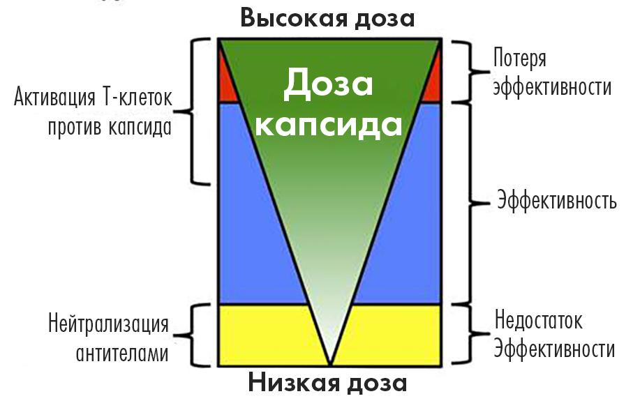 Модель взаимосвязи между дозами капсидов AAV