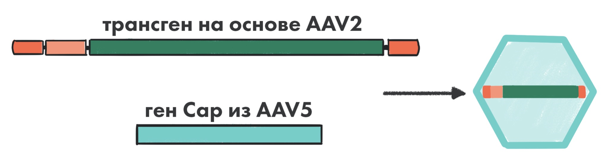 Пример транскапсидированной частицы AAV