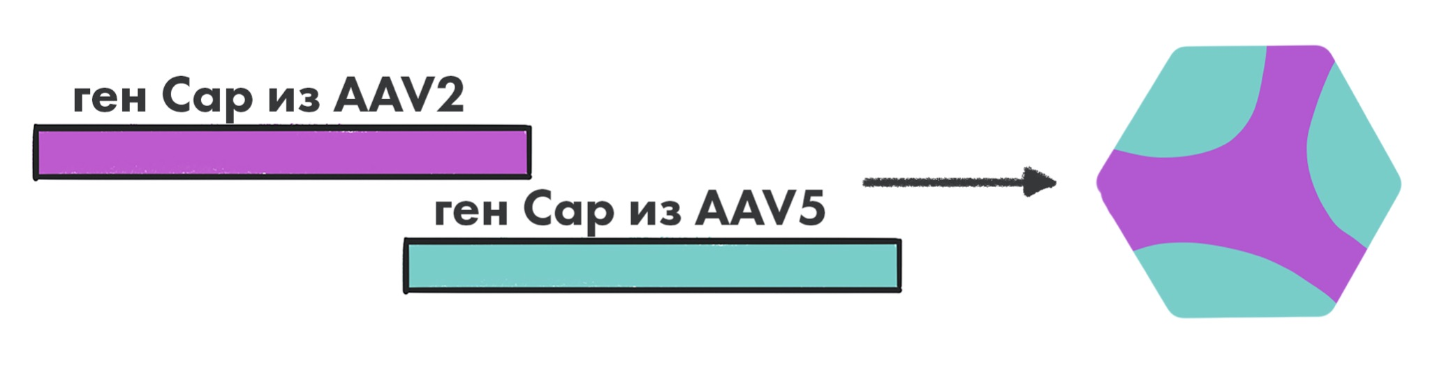 Пример мозаичной частицы AAV