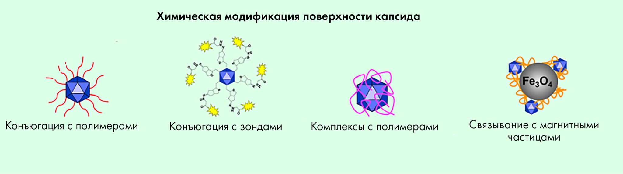 Стратегии химической модификации поверхности капсидов AAV