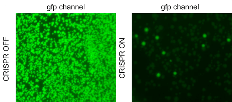 Клетки с GFP