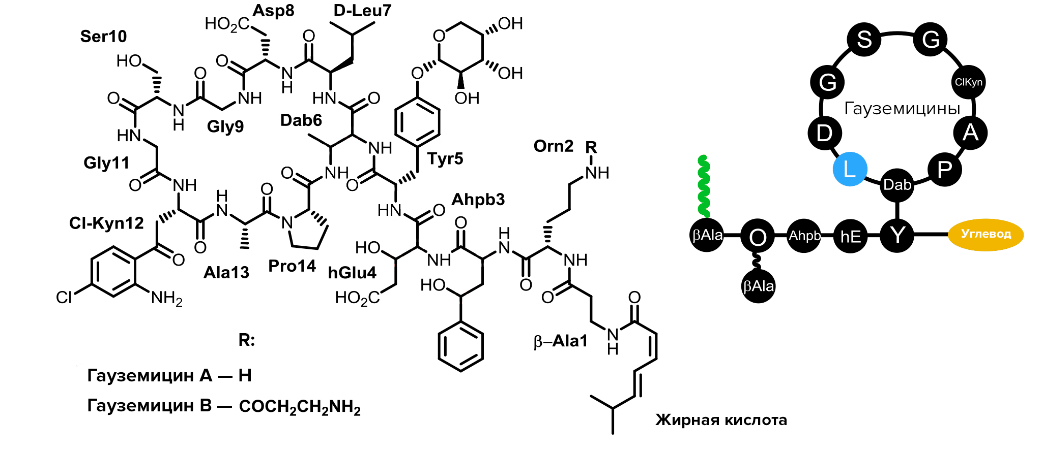 Структурные формулы и схема строения гауземицинов A и B