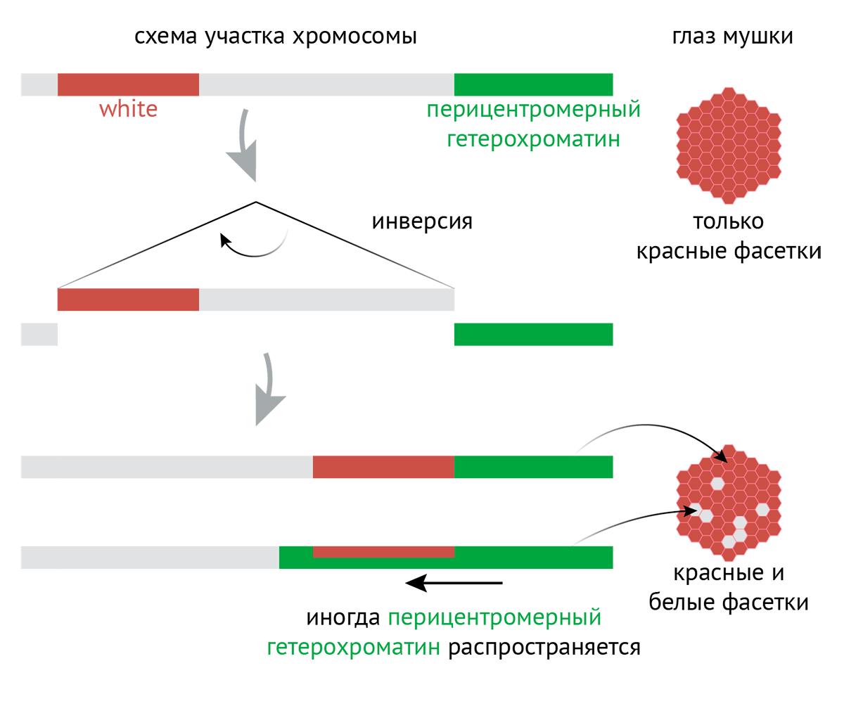 Мозаичная окраска, зависящая от позиции гена