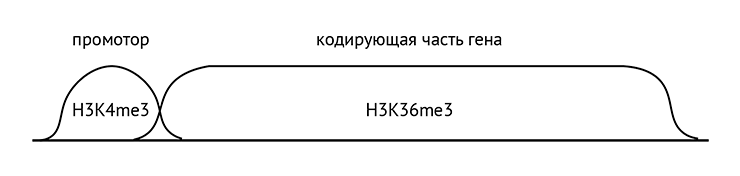 Распределение основных гистоновых модификаций по гену