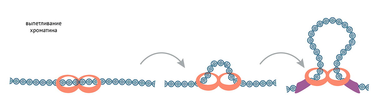 Выпетливание хроматина