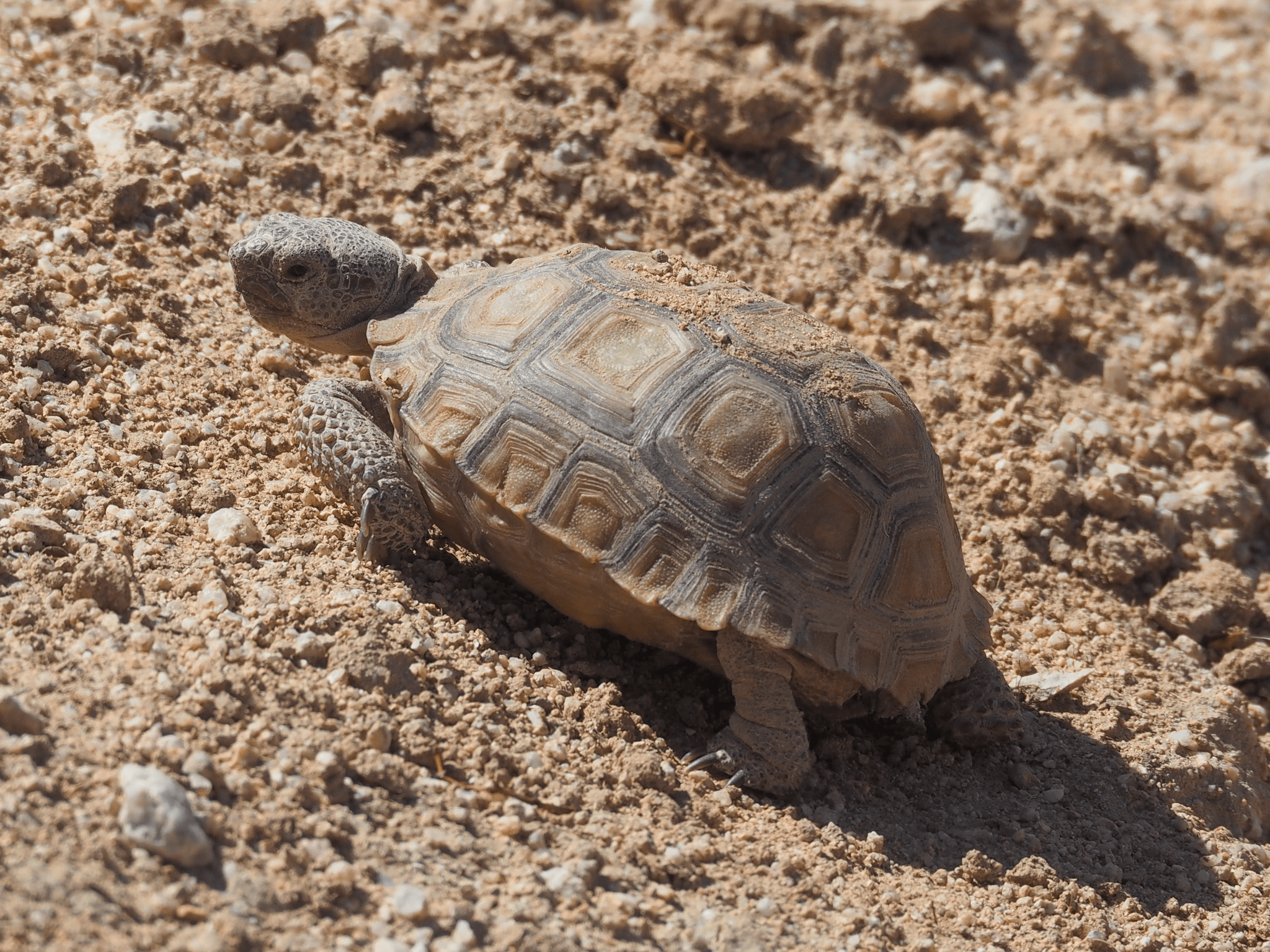 Gopherus agassizii