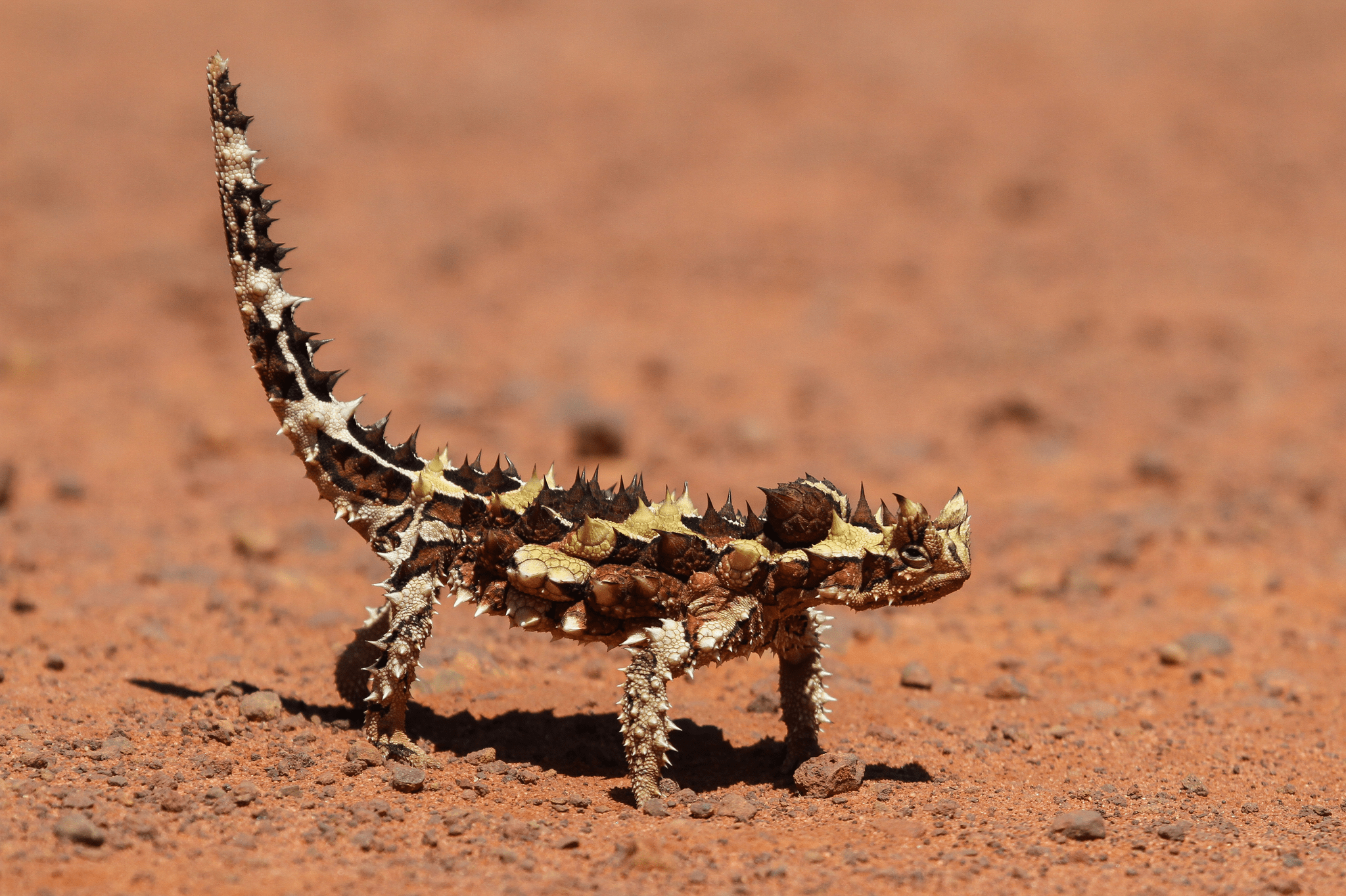 Moloch horridus