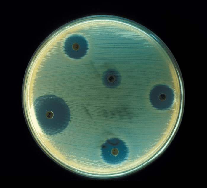 Тест на чувствительности бактерий к антибиотикам