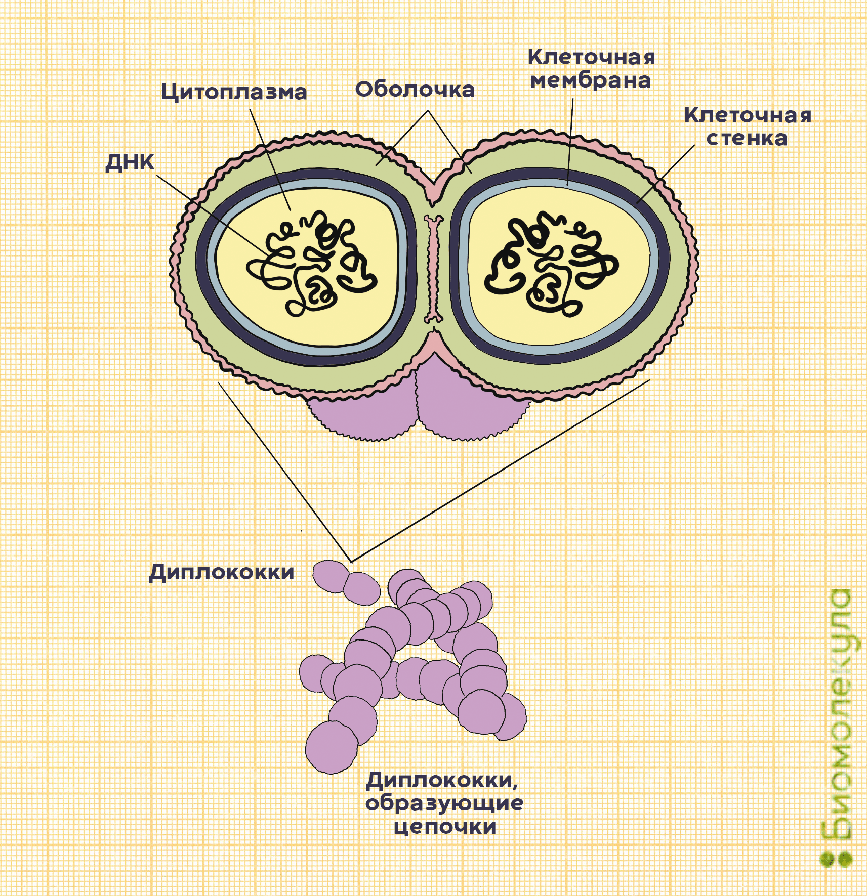 Строение бактерий Streptococcus pneumoniae