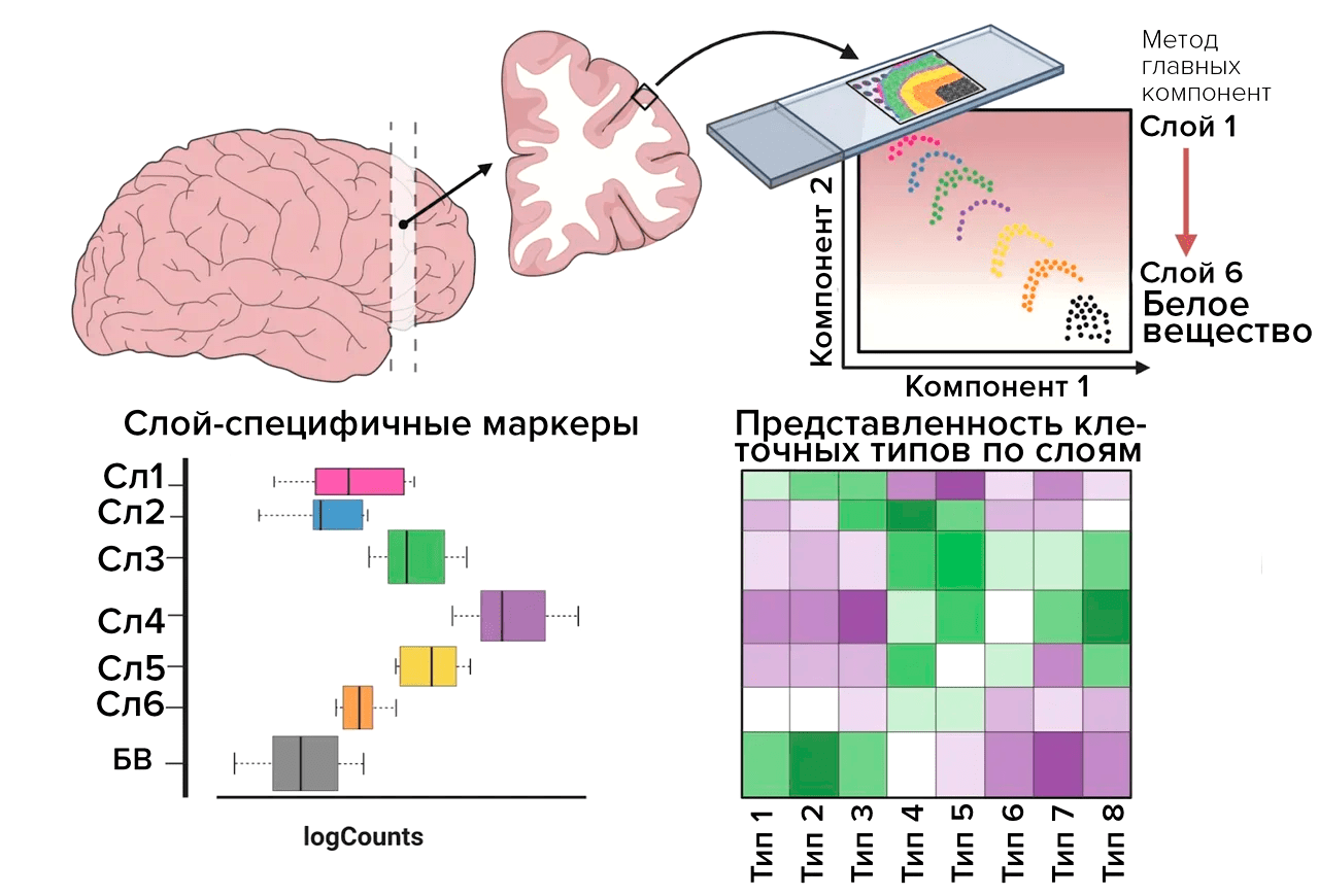 Пример использования пространственной транскриптомики