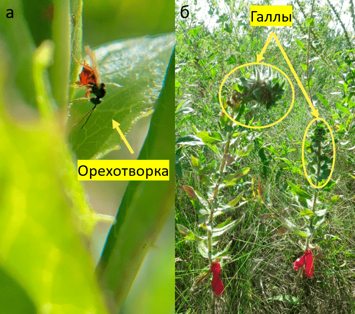 Орехотворка и ястребинка